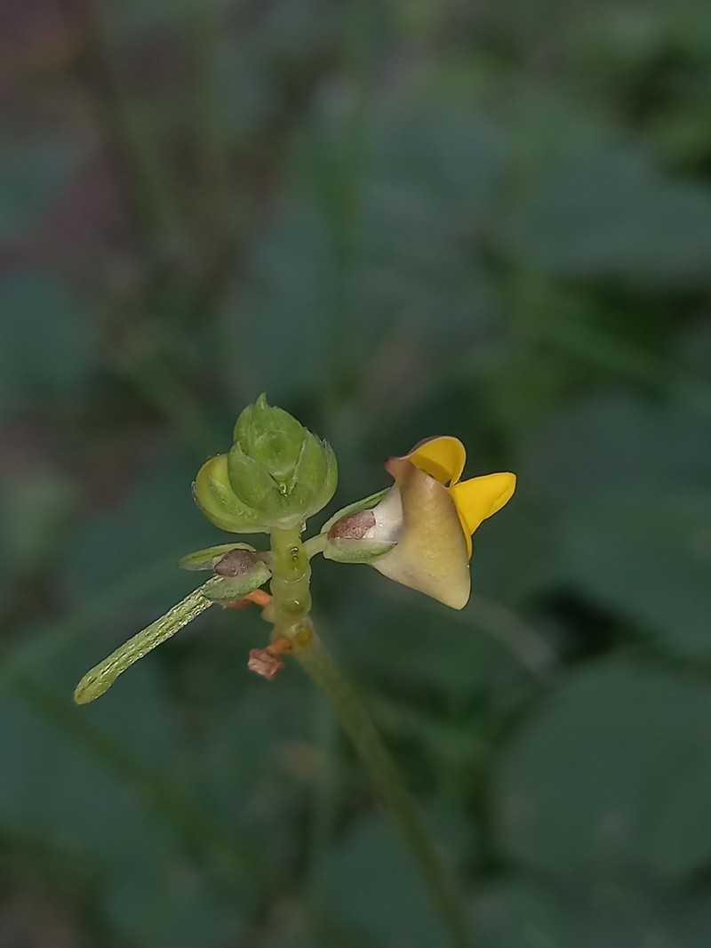 Vigna indica photo 5