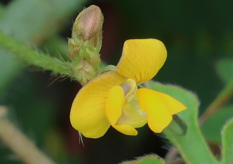 Vigna indica photo 6