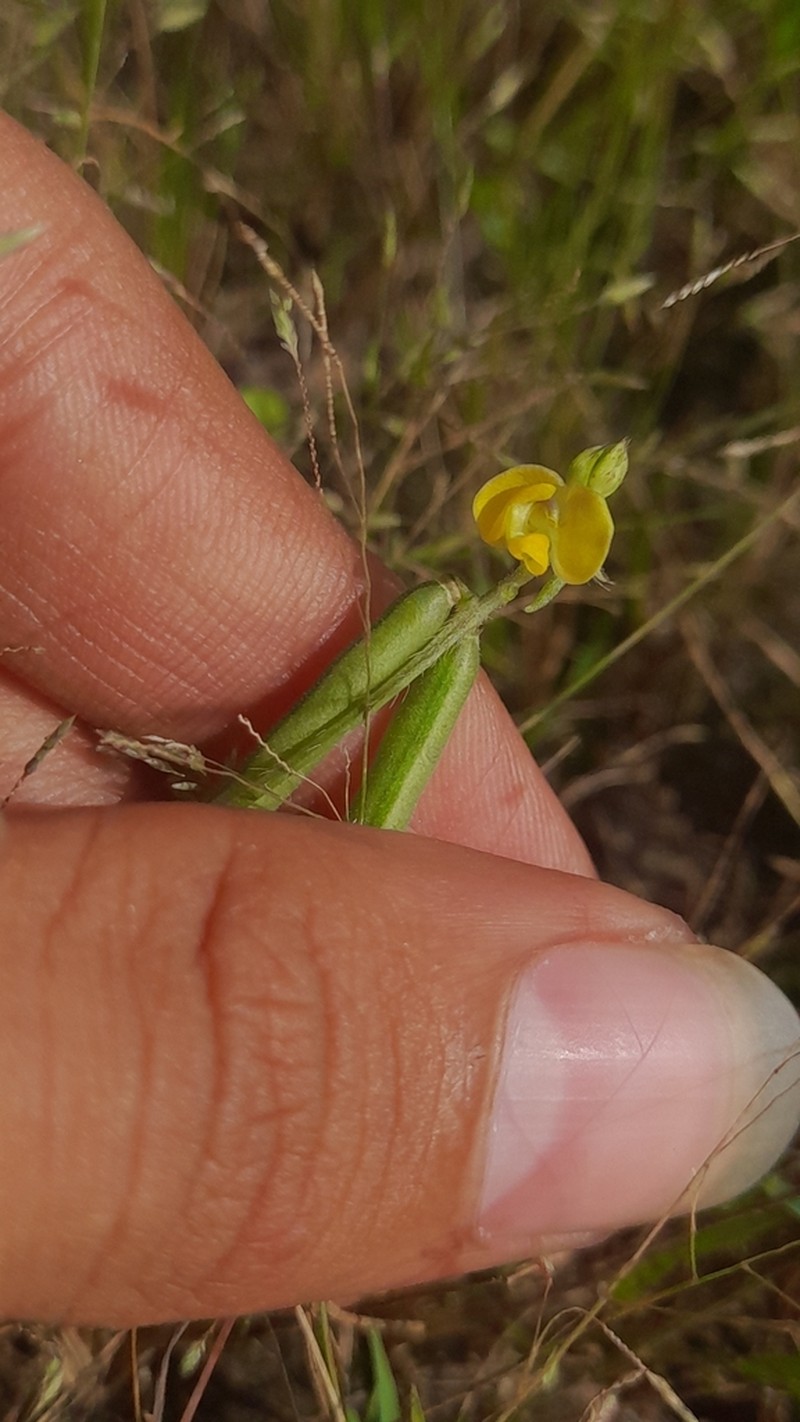 Vigna indica photo 7