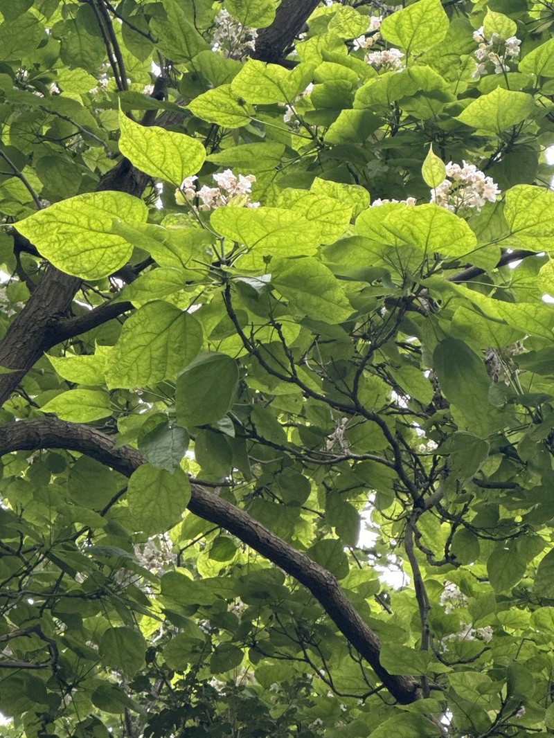 Vigna indica photo 8