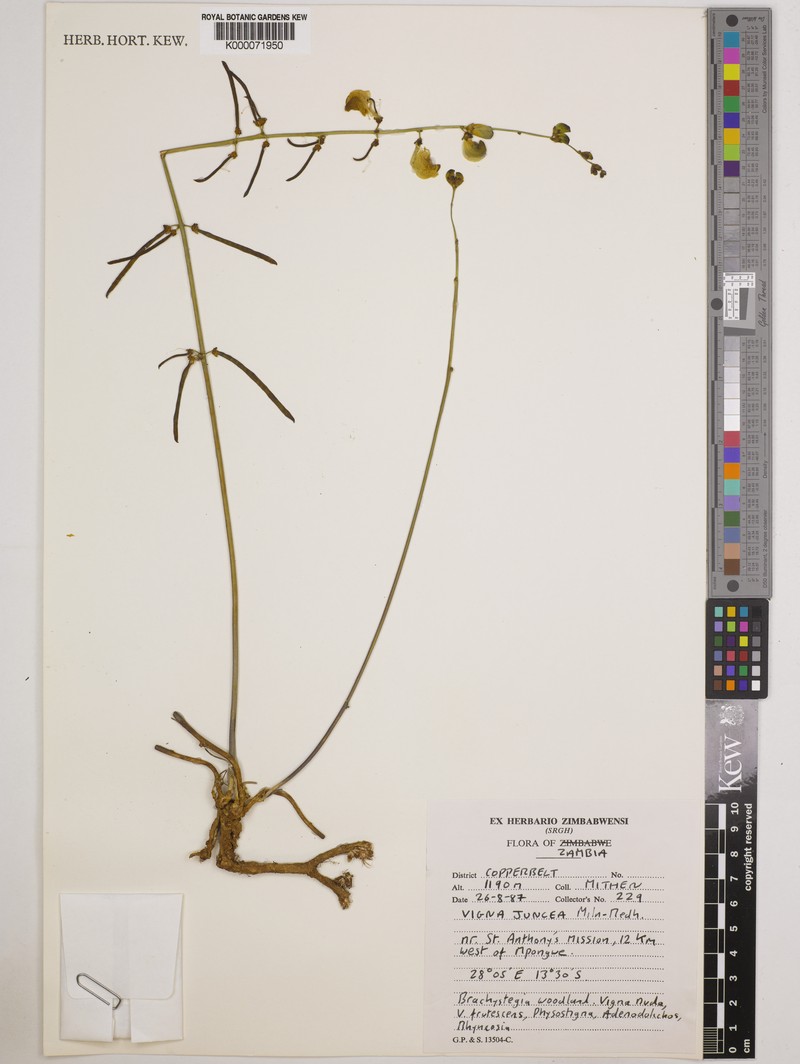 Vigna juncea