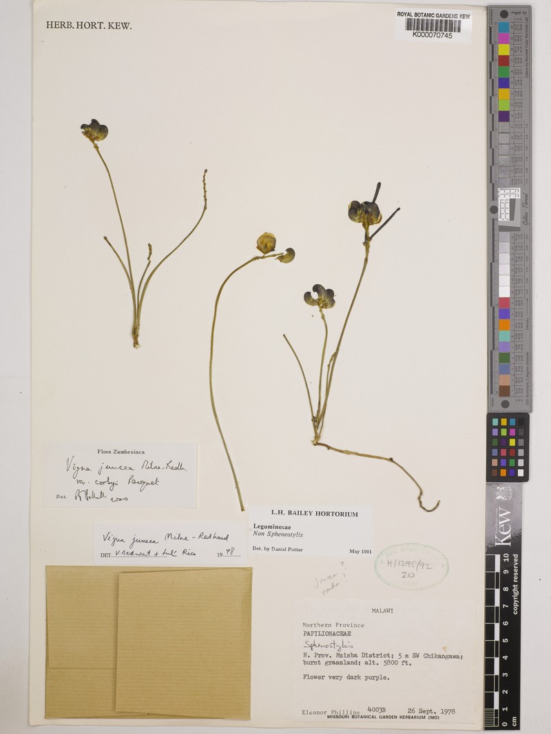Vigna juncea photo 2