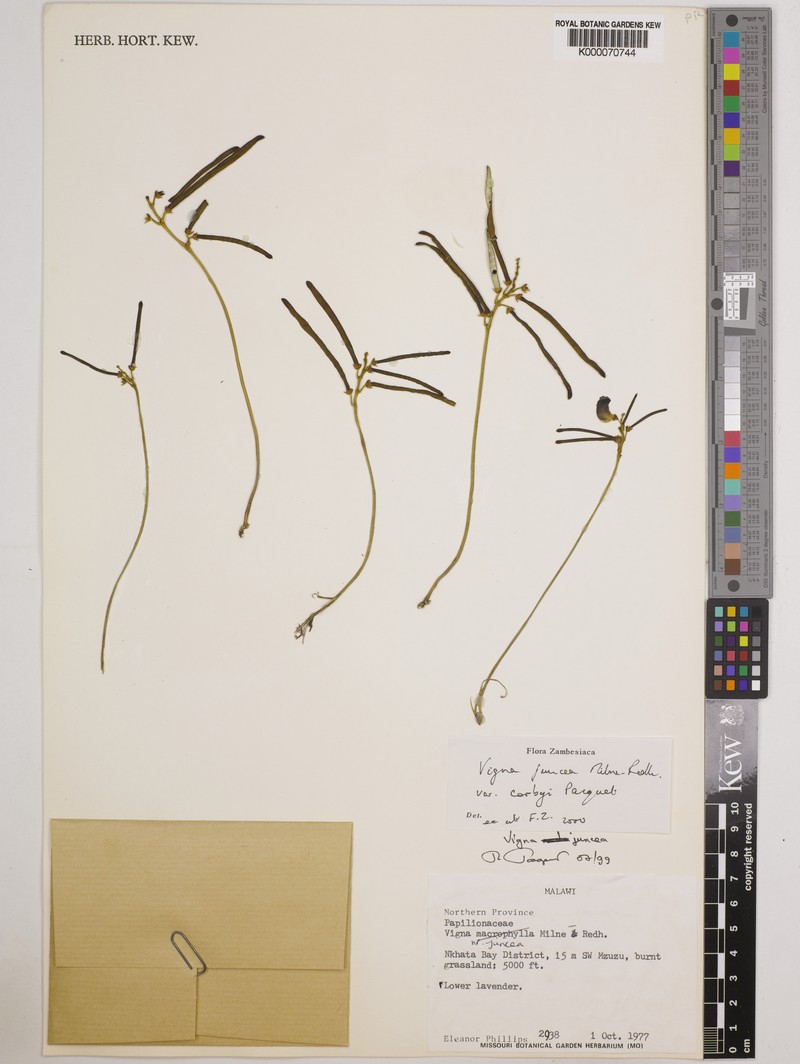 Vigna juncea photo 3