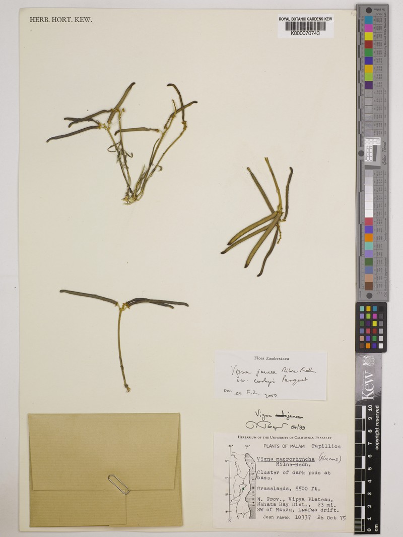 Vigna juncea photo 4