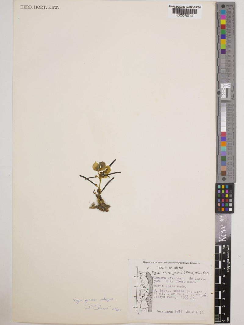 Vigna juncea photo 5
