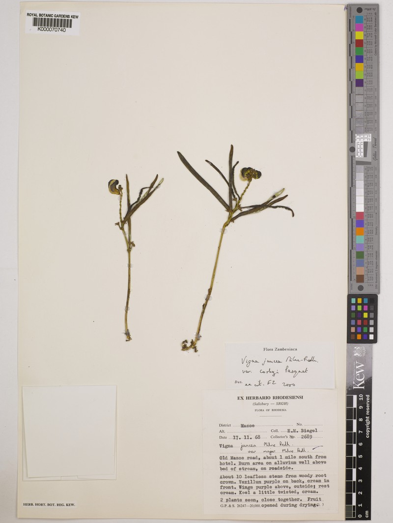 Vigna juncea photo 6