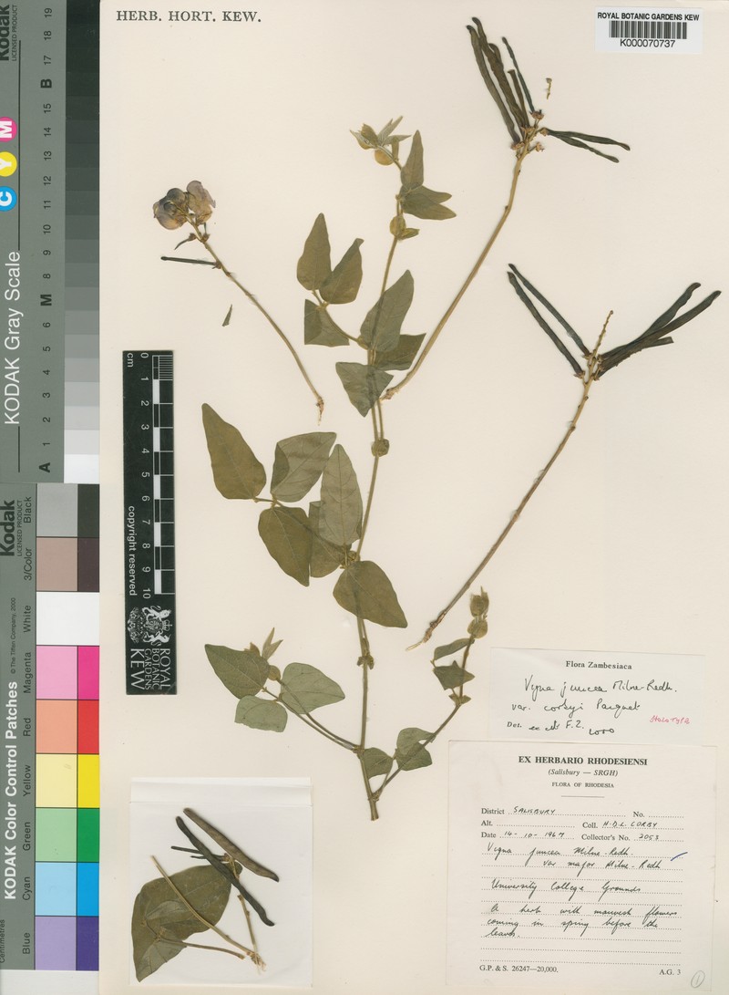 Vigna juncea photo 7