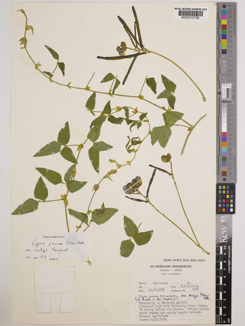 Vigna juncea photo 8