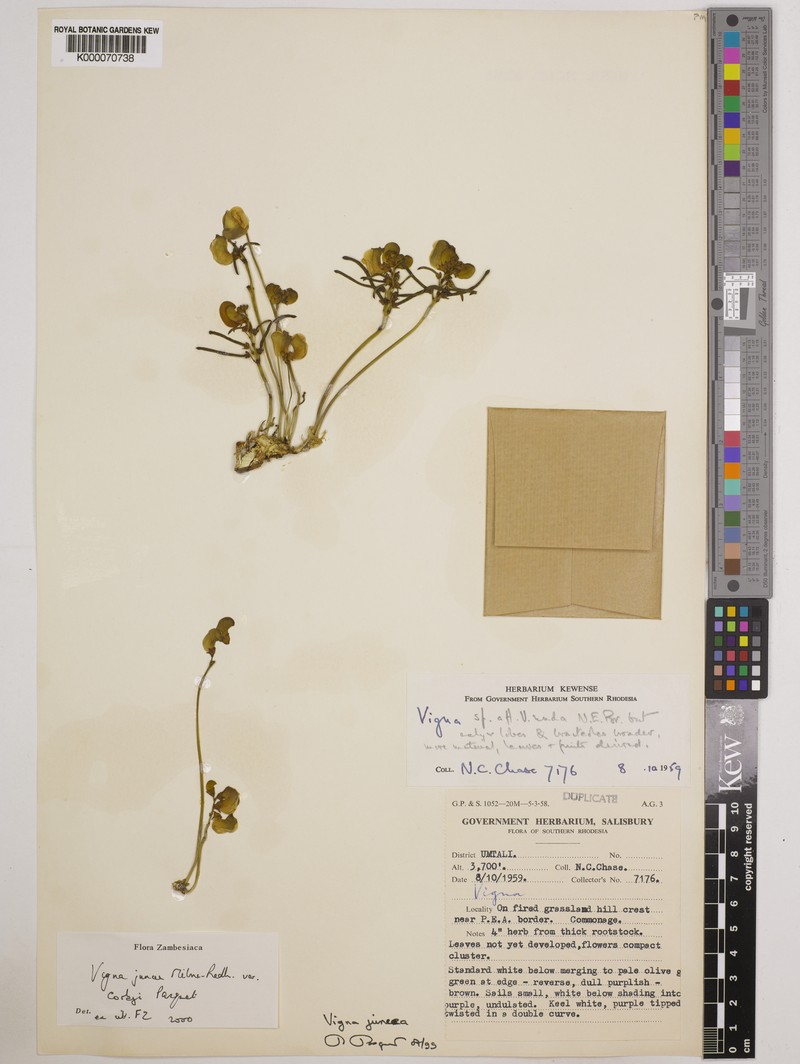 Vigna juncea var. corbyi photo 8