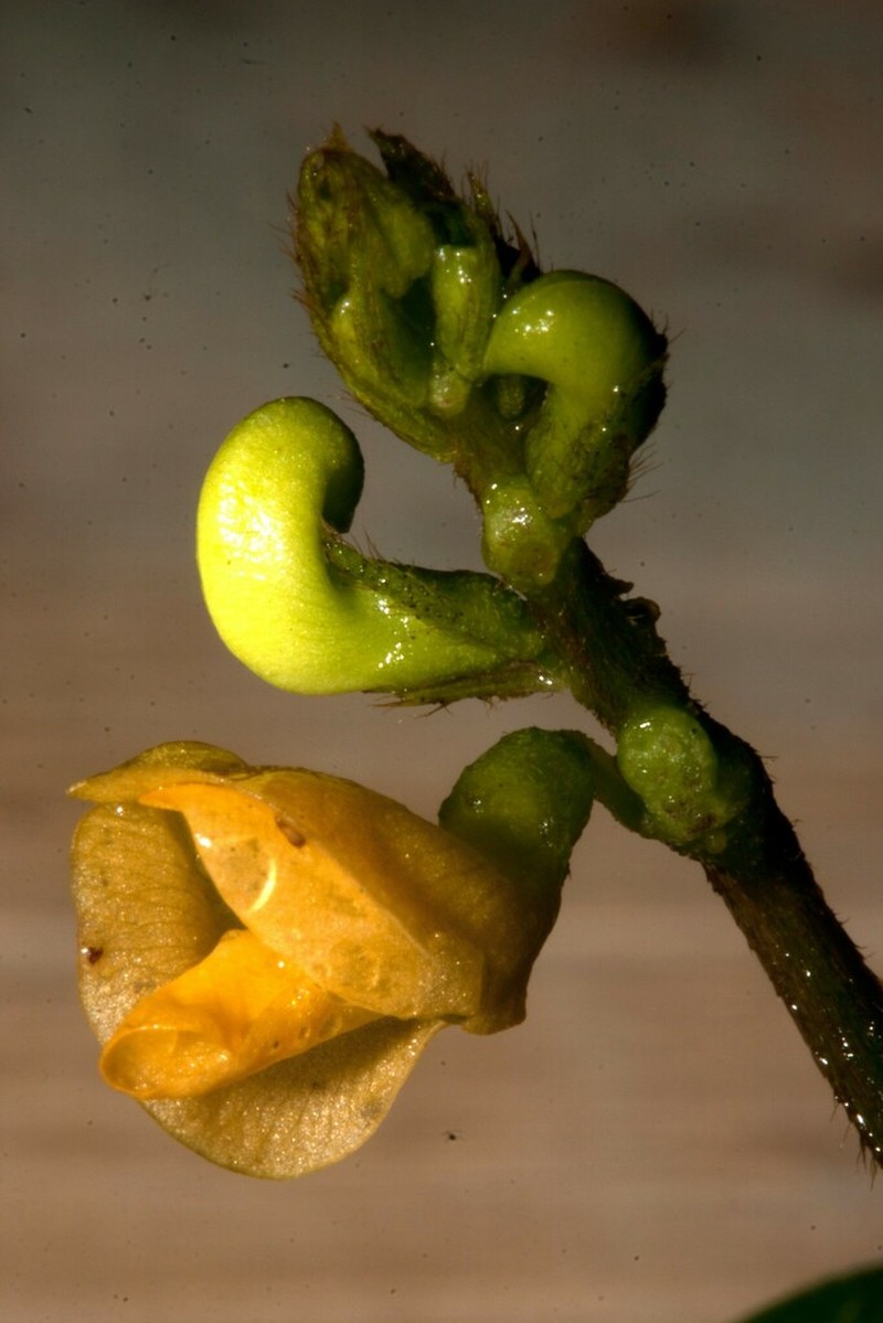 Tropical Cowpea