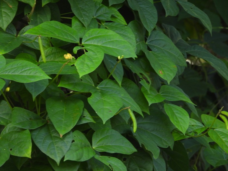 Tropical Cowpea photo 2