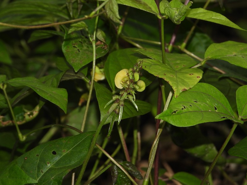 Tropical Cowpea photo 3