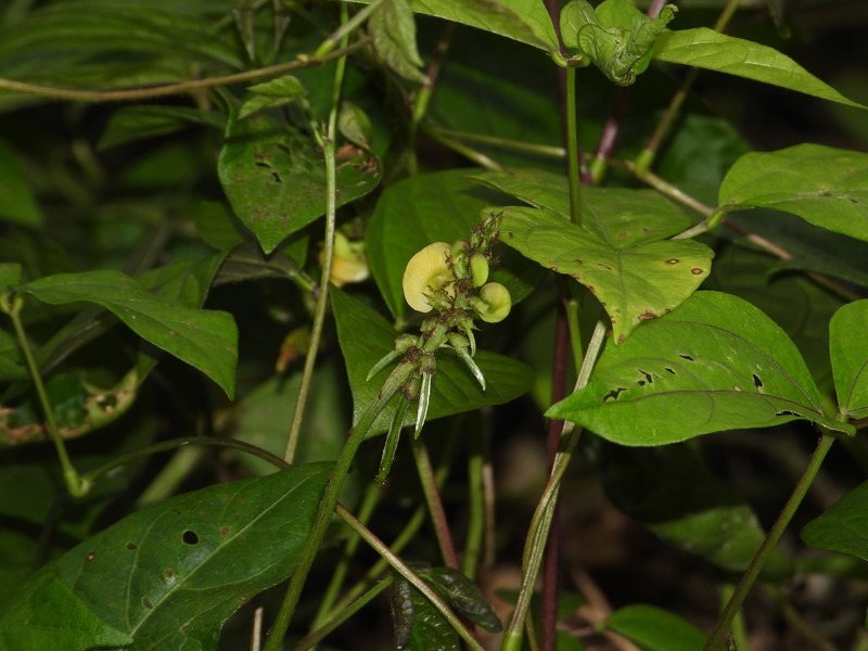 Tropical Cowpea photo 5