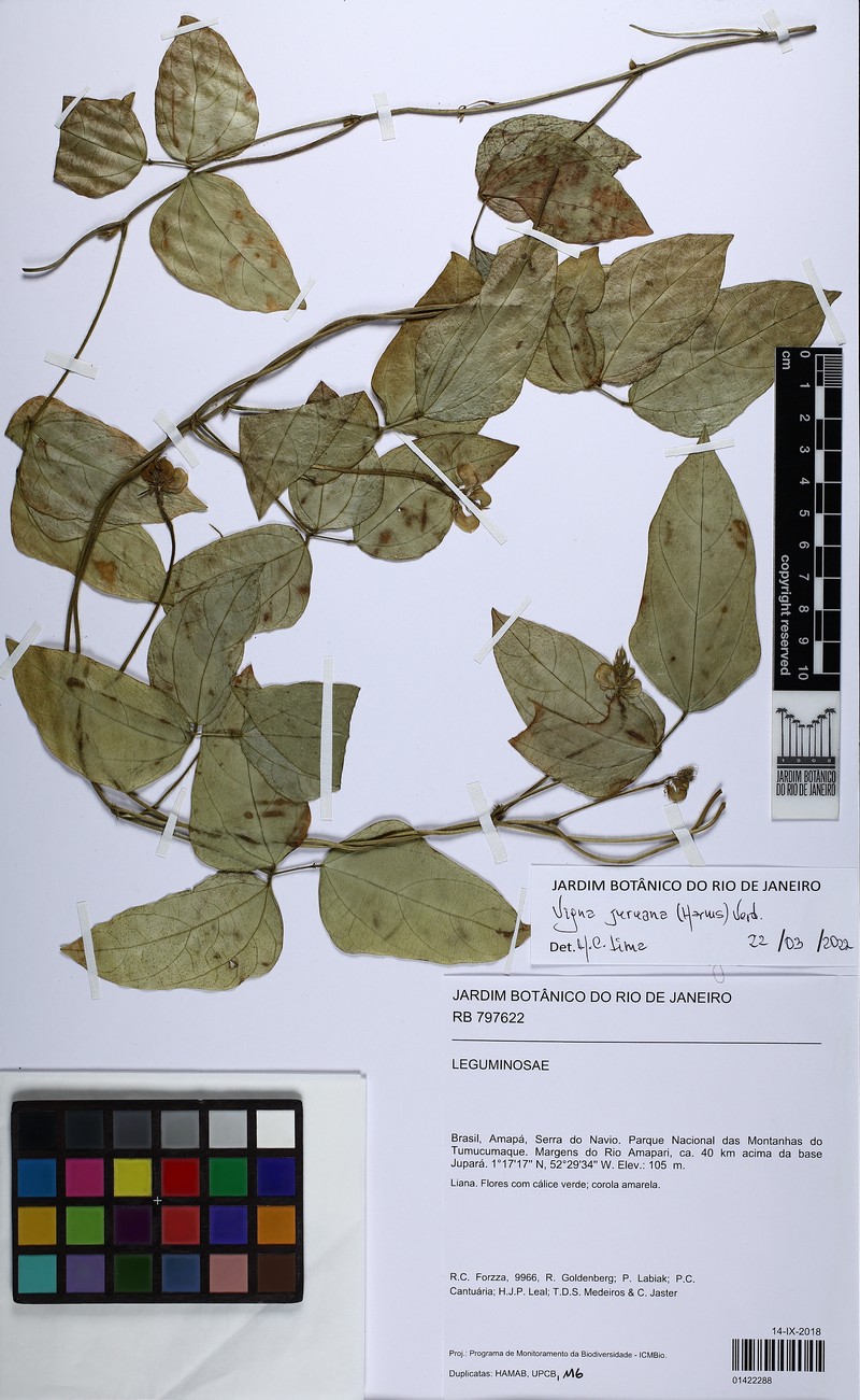 Tropical Cowpea photo 6