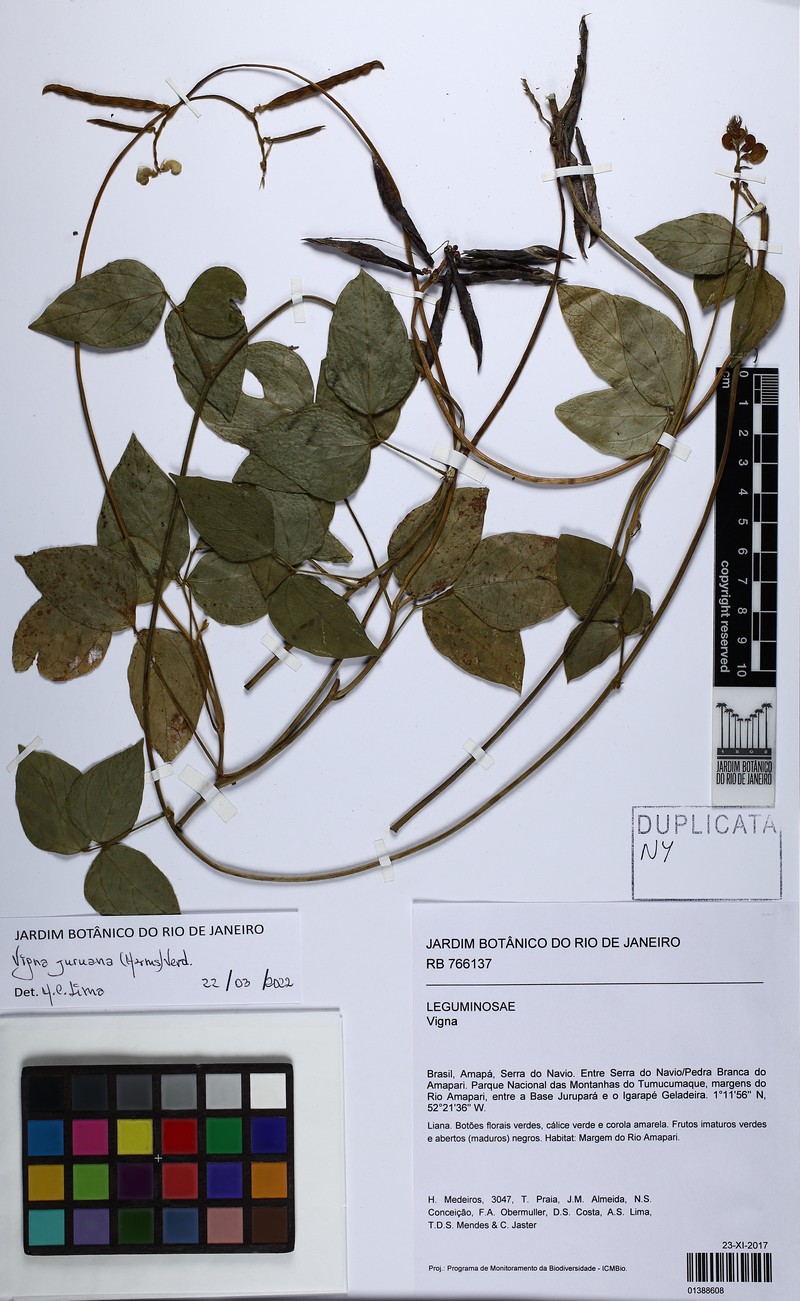 Tropical Cowpea photo 7