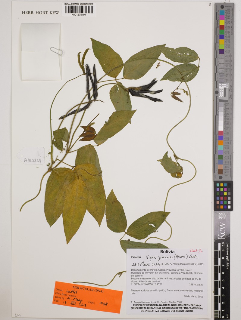 Tropical Cowpea photo 8