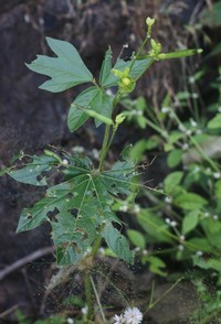Vigna khandalensis