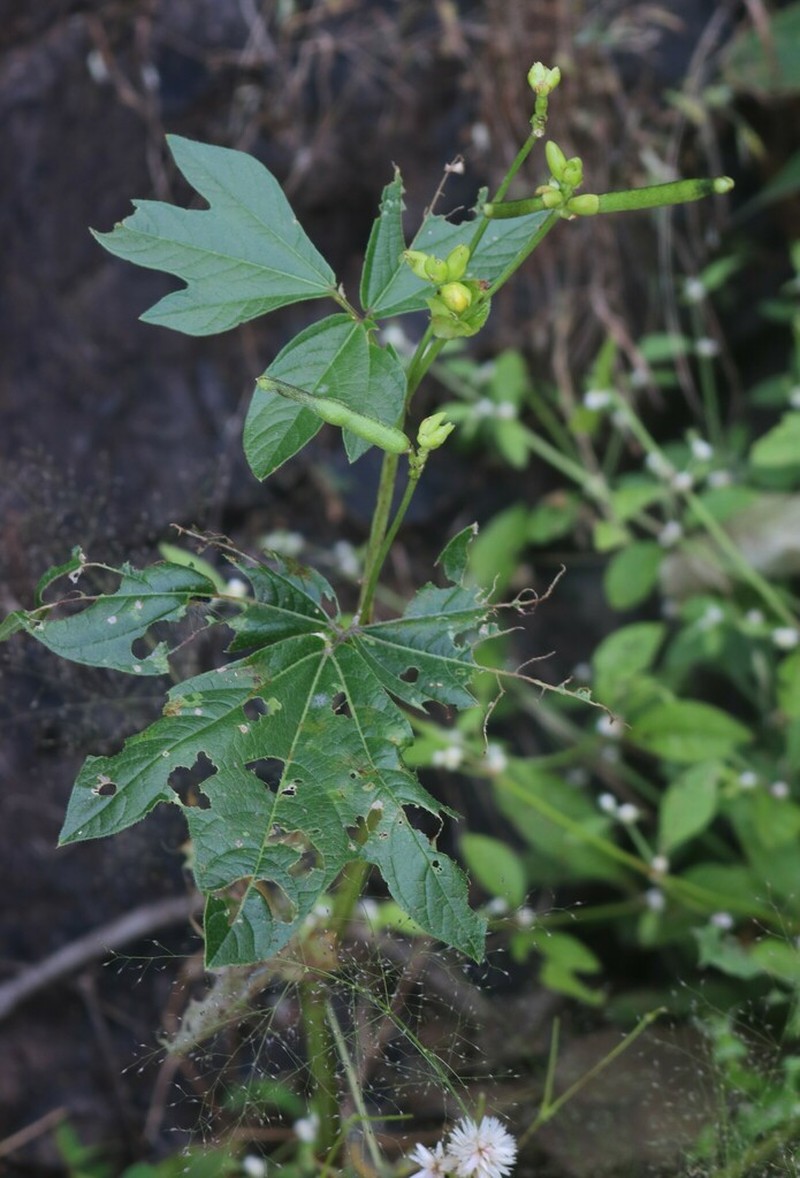 Vigna khandalensis