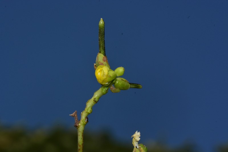 Vigna khandalensis photo 3