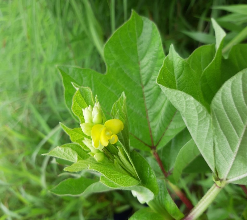 Vigna khandalensis photo 4