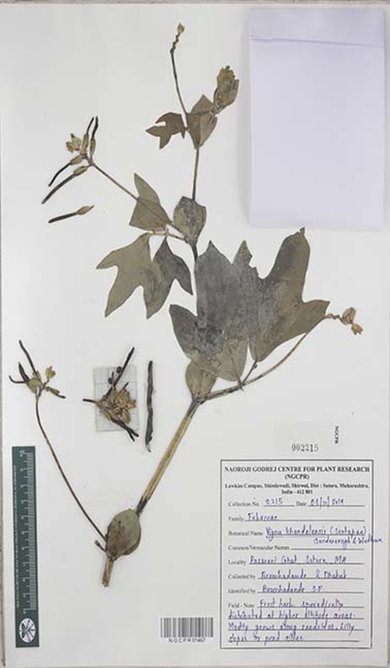 Vigna khandalensis photo 6