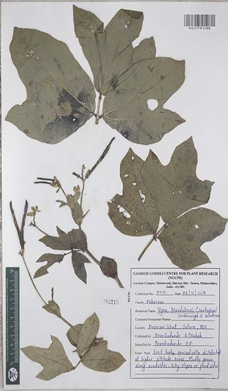 Vigna khandalensis photo 7