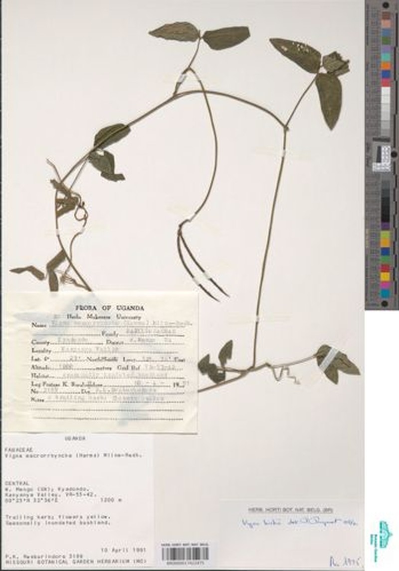 Vigna kirkii photo 3
