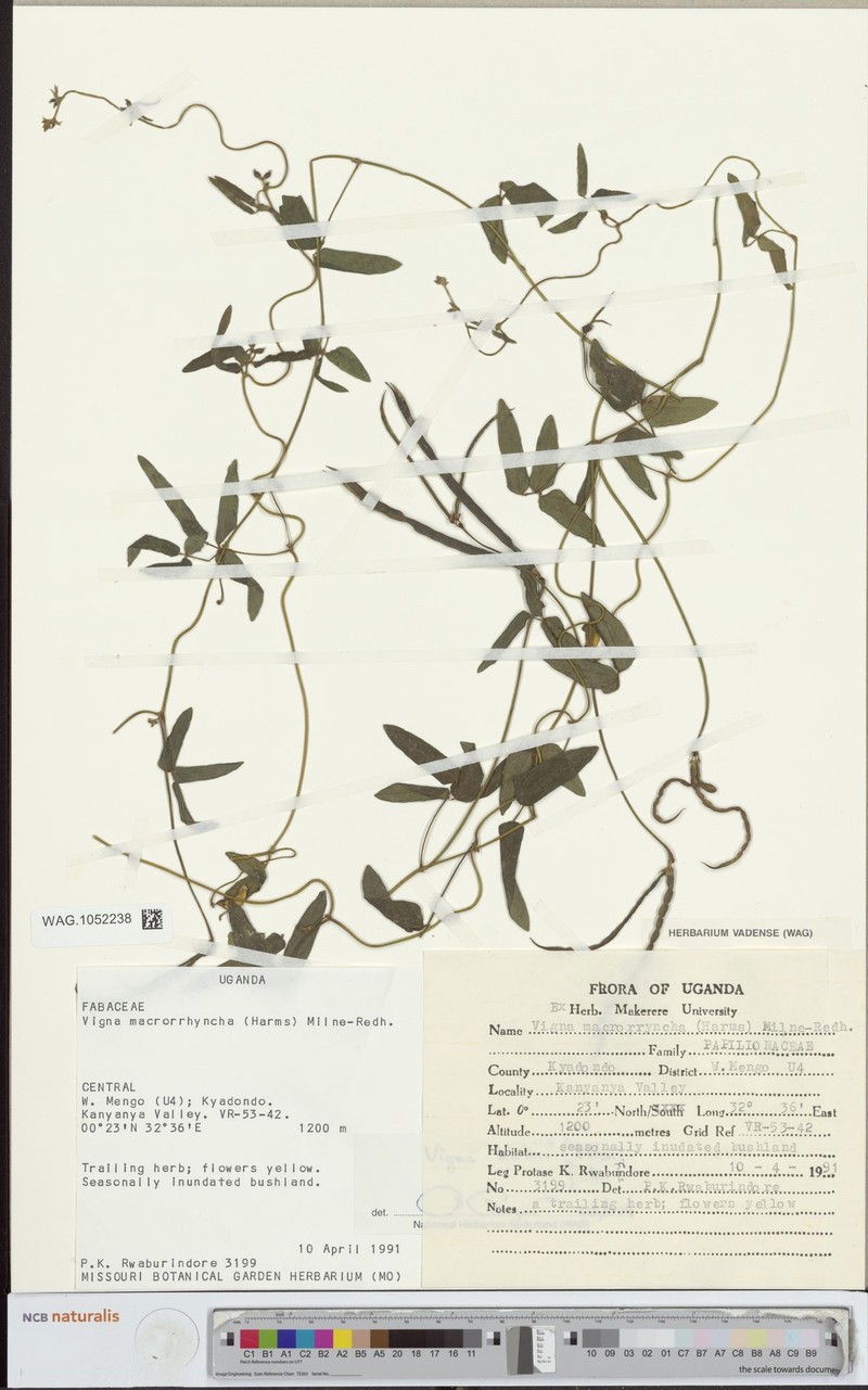 Vigna kirkii photo 4