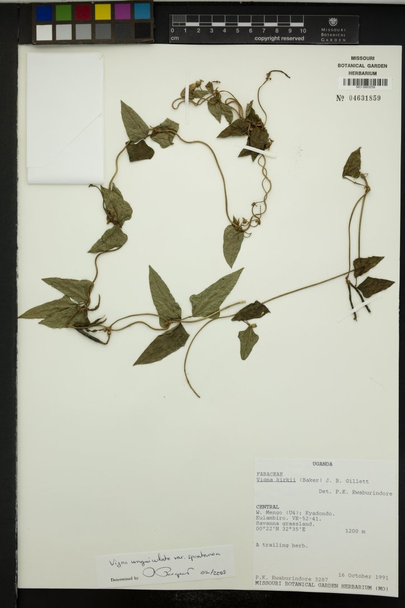 Vigna kirkii photo 7
