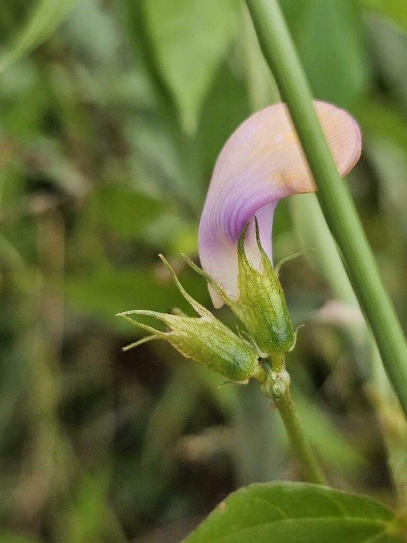 Vigna kokii