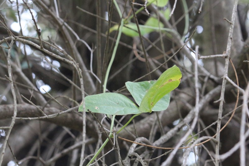 Vigna kokii photo 2