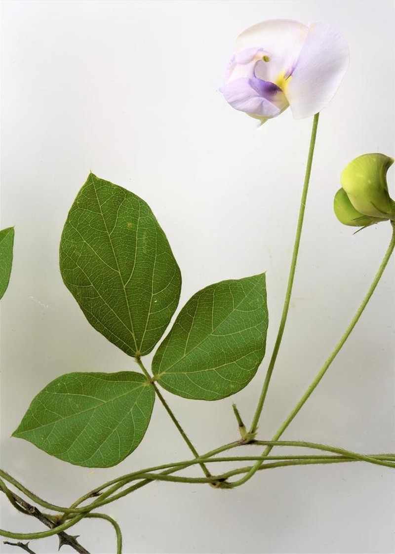 Vigna kokii photo 3