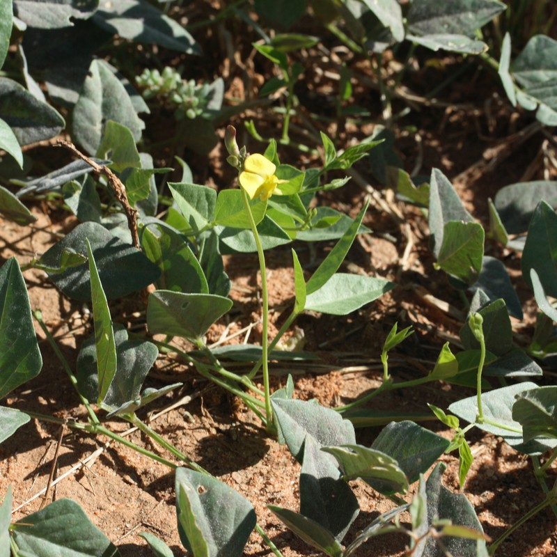 Vigna lanceolata