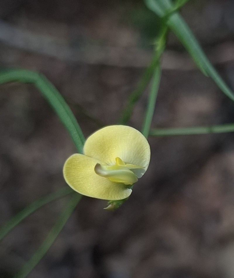 Vigna lanceolata photo 2