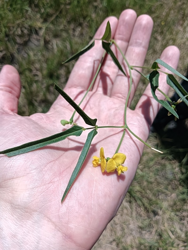 Vigna lanceolata photo 3