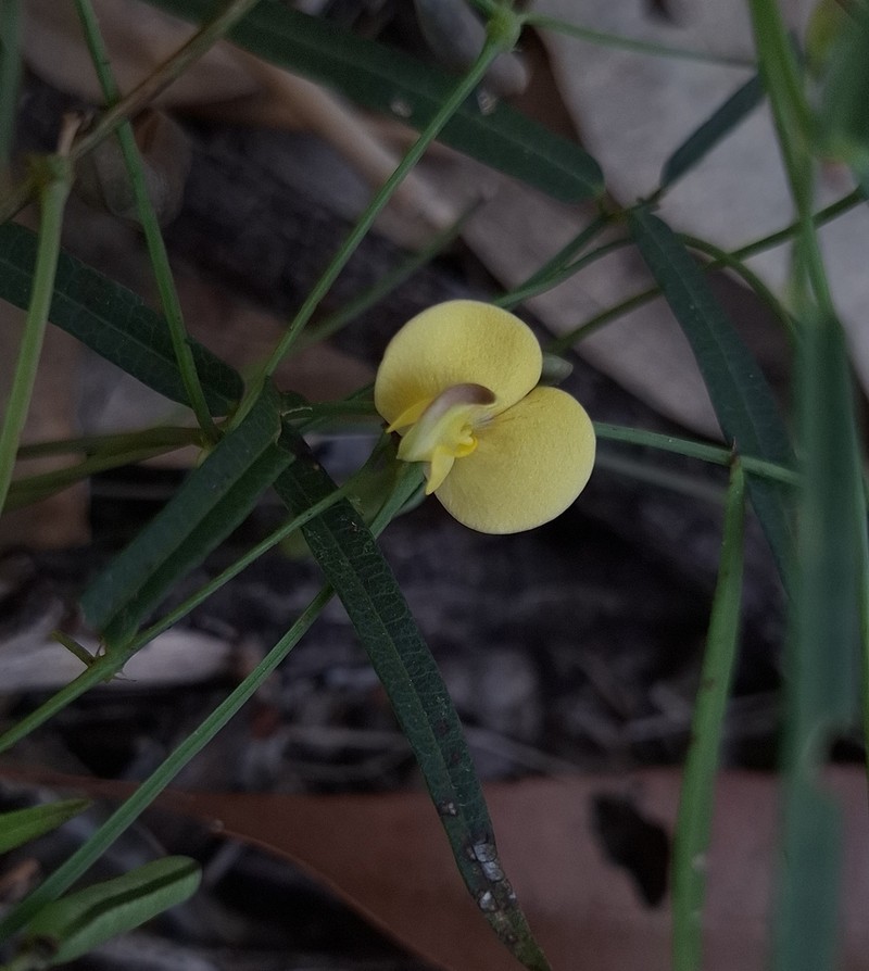 Vigna lanceolata photo 4