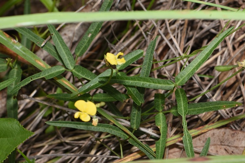 Vigna lanceolata photo 5