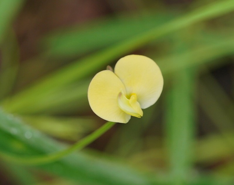 Vigna lanceolata photo 6
