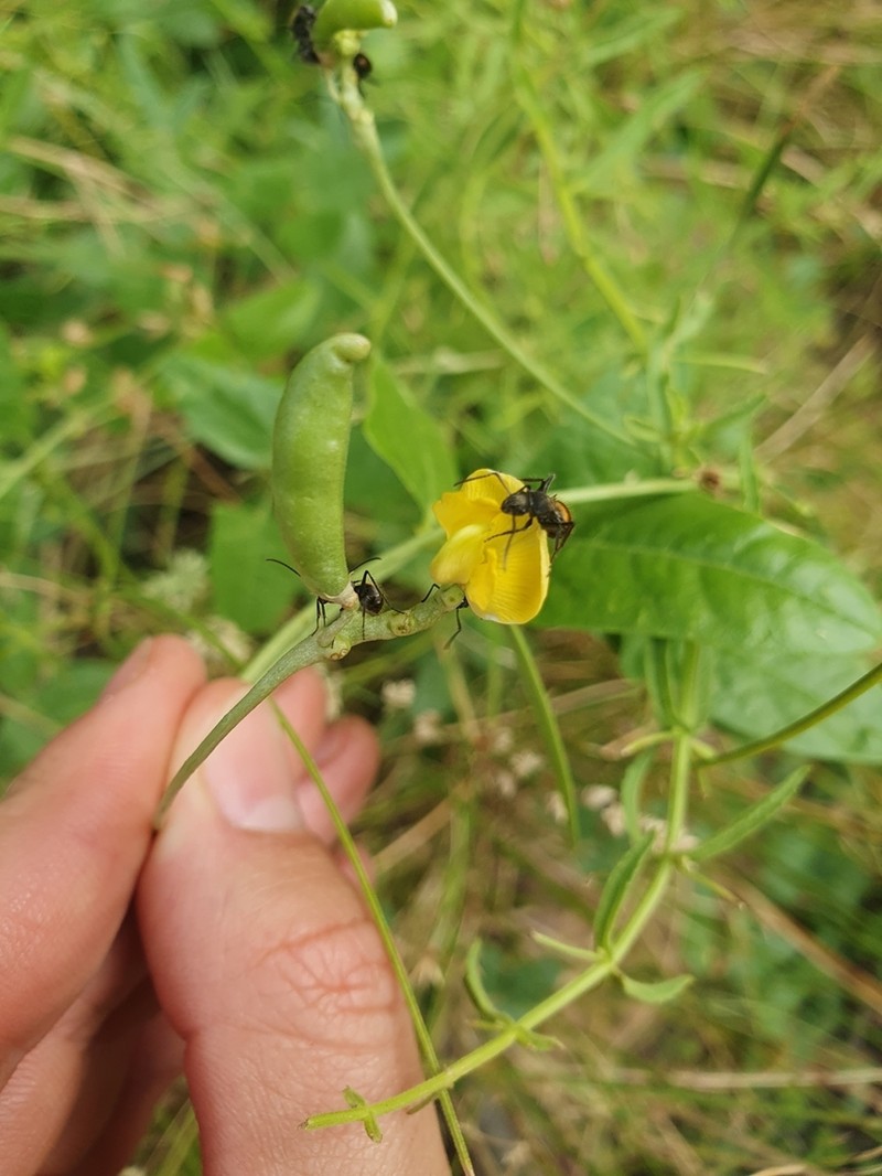 Vigna lanceolata photo 7