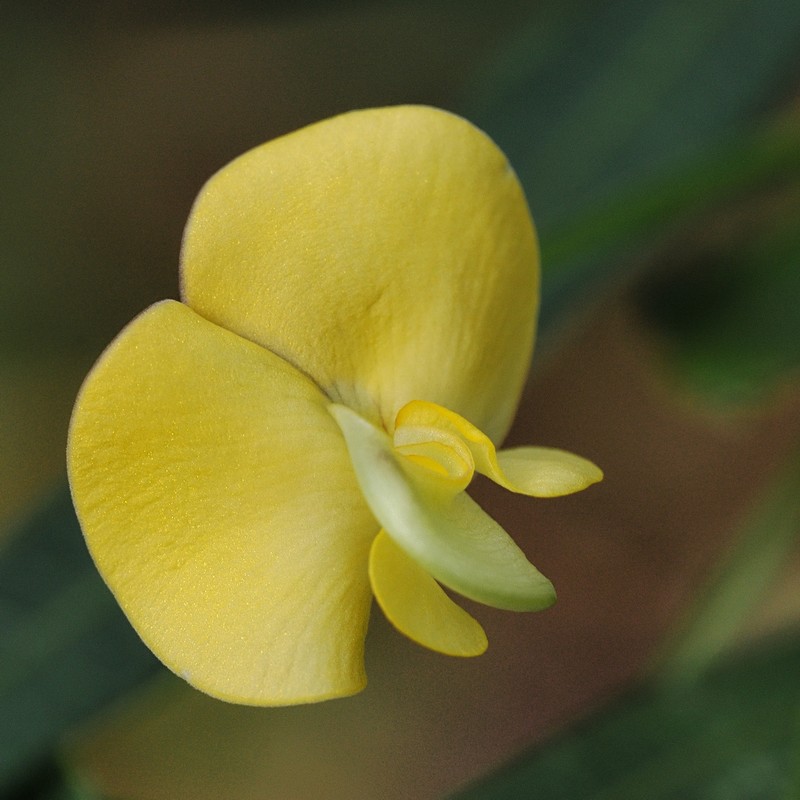 Vigna lanceolata var. filiformis