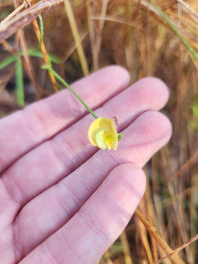 Vigna lanceolata var. filiformis photo 2
