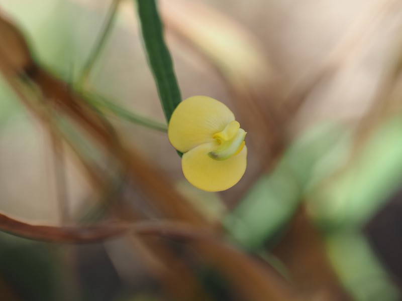 Vigna lanceolata var. filiformis photo 3