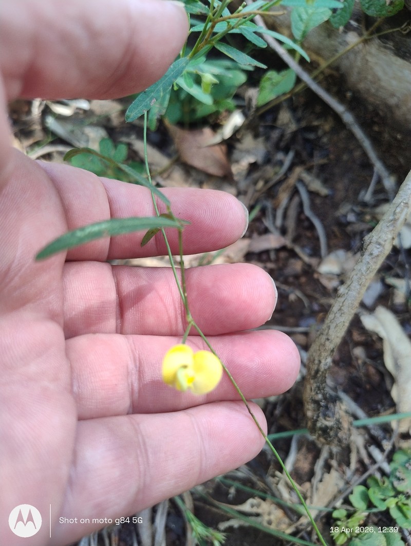 Vigna lanceolata var. filiformis photo 4