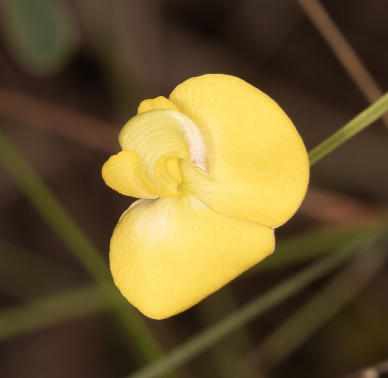 Vigna lanceolata var. filiformis photo 5