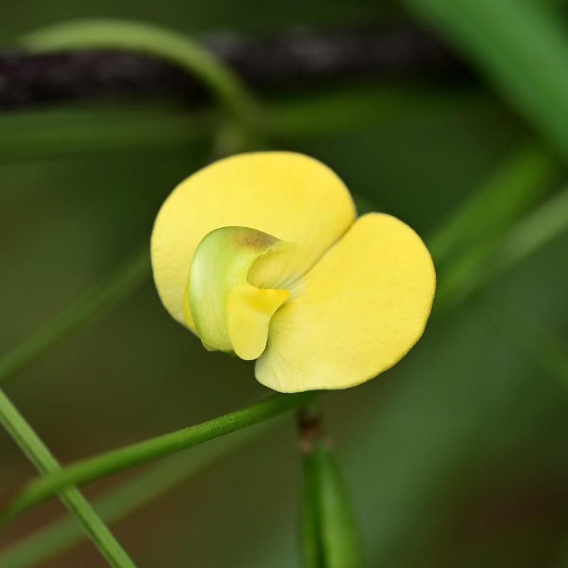 Vigna lanceolata var. filiformis photo 6