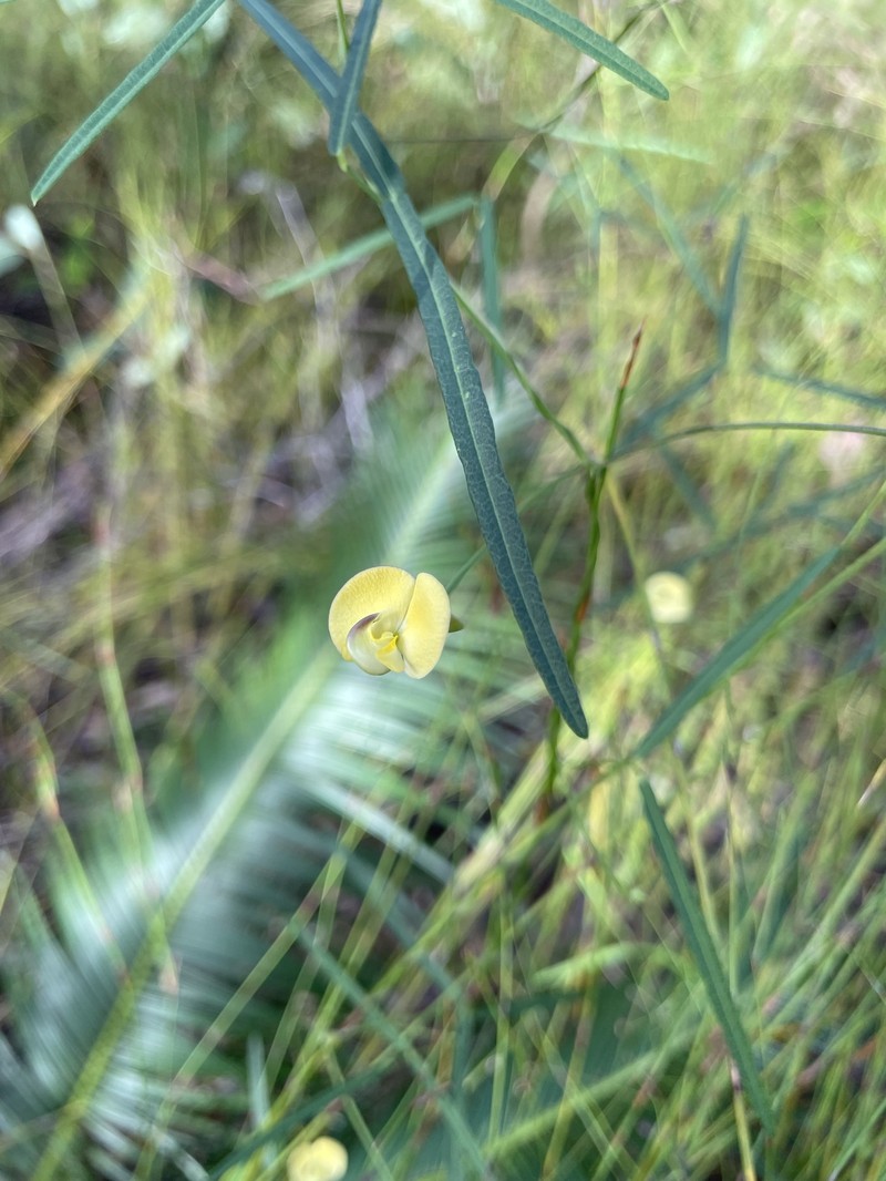 Vigna lanceolata var. filiformis photo 7