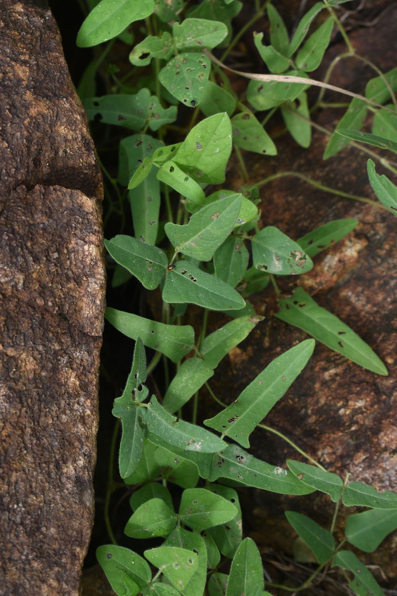 Vigna lanceolata var. lanceolata