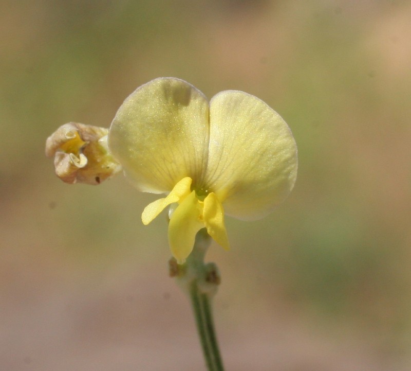 Vigna lanceolata var. lanceolata photo 2