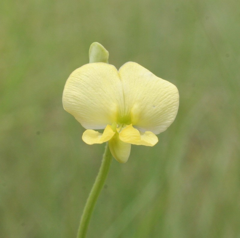 Vigna lanceolata var. lanceolata photo 3