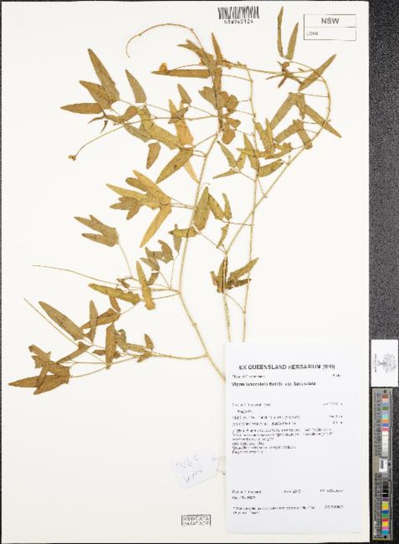 Vigna lanceolata var. lanceolata photo 4